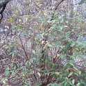 Lonicera x purpusii